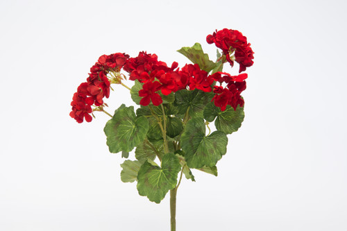 Geranium Plant x7 - Red