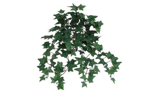 13in Mini English Ivy Bush