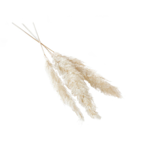 47-53in Dried Pampas Grass - White (3pk)