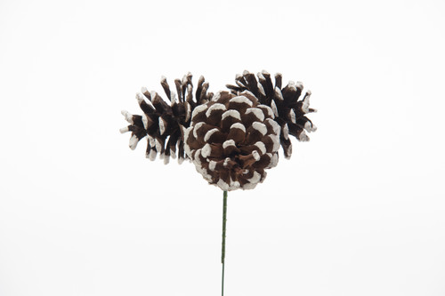 2in Pine Cones Pick x3 - White Tip (72pk)