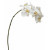 22in Orchid Phalaenopsis - White