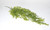 Hanging Maidenhair Vine x3 - Green