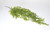 Hanging Maidenhair Vine x3 - Green