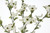 28in Dogwood Bush - White