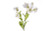 26in Alstroemeria Spray - White