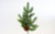 21in Noble Fir Spray x3 with Pine Cones (Bag of 2)