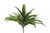 34in Boston Fern x42