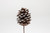 2.5in Bulk Pine Cone Pick - White Tip (144pk)