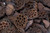 2-3in Lotus Pods (100pk)