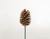 4in Loblolly Pine Cone Pick - Natural (50pk)
