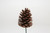 6in Slash Pine Cone Pick - Natural (50pk)