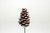 6in Slash Pine Cone Pick - White Tip (50pk)