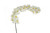 66in Phalaenopsis Orchid x20 - White