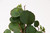 15in Round Eucalyptus Bundle x12