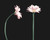 Gerbera Sleeves - Clear (Pack of 250)