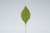 Small Corsage Leaves (100pk)