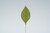 Small Corsage Leaves (100pk)