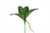 7in Orchid Leaf x4
