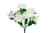 Dahlia Bush x7 - White