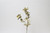 25in Metallic Hellebore Spray - Champagne