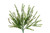 Rosemary Greenery x18 - Waterproof