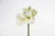 29in Amaryllis Stem - White