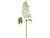 28in Short Stem Delphinium - White