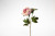 19.5in Open Peony Stem - Orchid