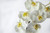 33.5in Phalaenopsis Orchid x7 - White