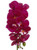 31in Phalaenopsis Orchid Stem - Purple