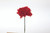 Carnation on 5in Pick (Box of 100) - Red