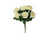 American Heritage Rose Bush x12 - Cream
