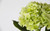 18in Short Stem Hydrangea - Light Green
