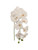 33.5in Phalaenopsis Orchid Stem - White