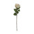 20in Opening Rose - Champagne