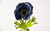 17.5in Natural Touch Poppy Anemone - Blue