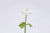 17.5in Natural Touch Poppy Anemone - White