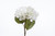 22in Dried Grand Hydrangea Stem - White