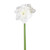 26in Amaryllis Stem - White