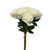 16in Rose Bundle X10 - Cream