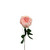 26in Rose Spray - Light Pink