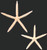 4-5in Starfish - White (Bag of 12)