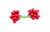 10mm Red Holly Berries on Wire (Bag of 144)