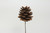 3-4cm Pine Cone Pick - Natural (12pk)