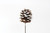 3-4cm Pine Cone Pick - White Tip (12pk)
