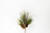 17in Long Needle Sugar Pine Incense Cedar Spray with Cones