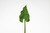 35.5in Calla Lily Leaf