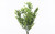 Foliage Bush (Assorted)