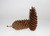 9-11in Sugar Pine Cone - Natural