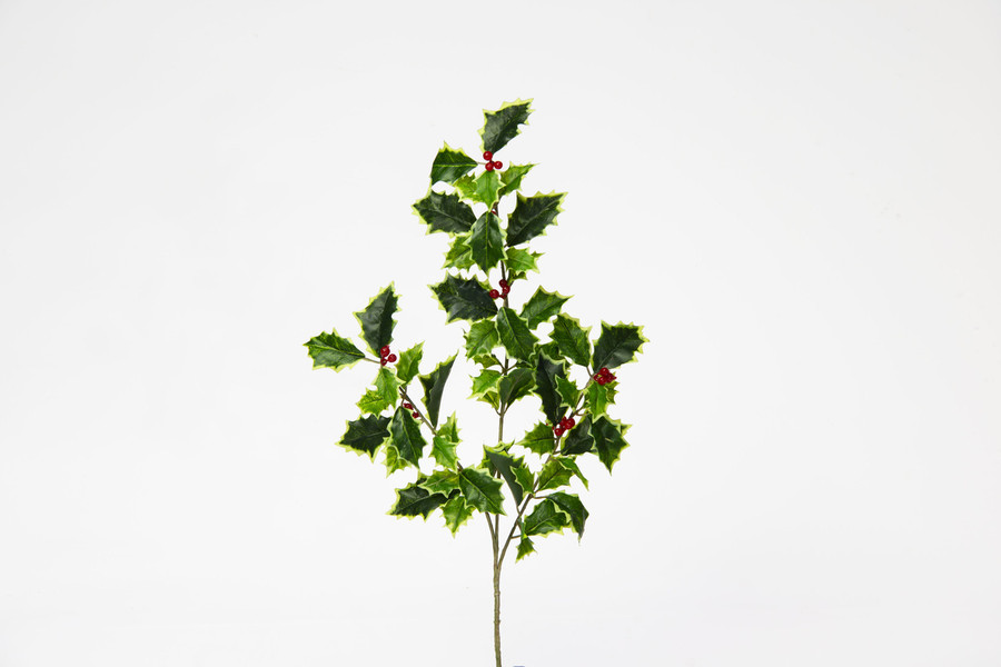 Fresh Cut Variegated Holly Bush x7